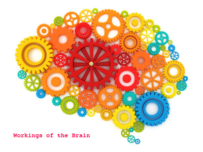 brain