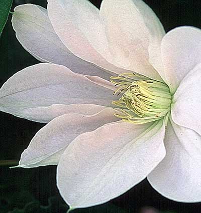 clematis