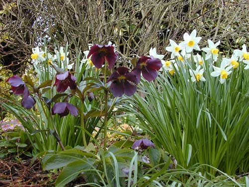 daffodils