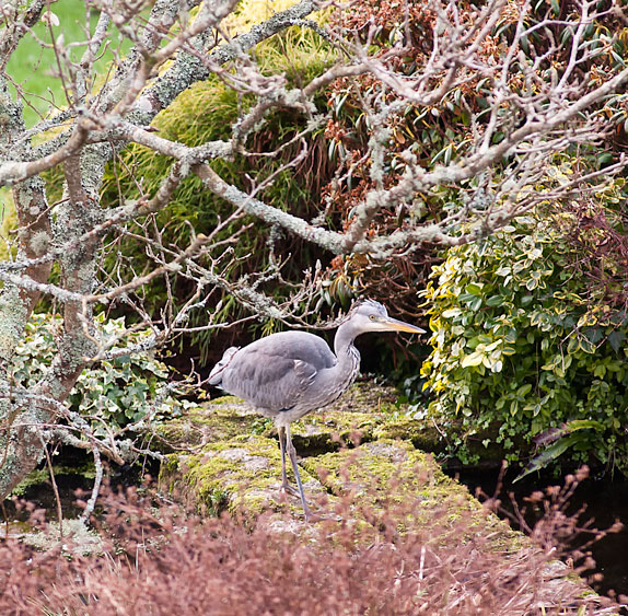 heron 