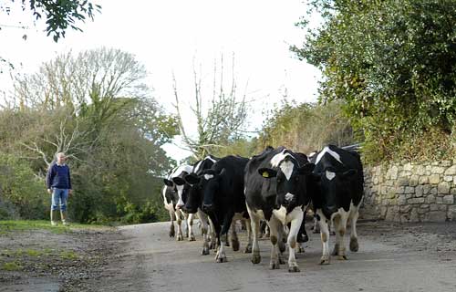 milking herd