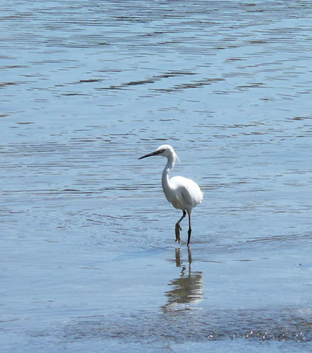 little egret