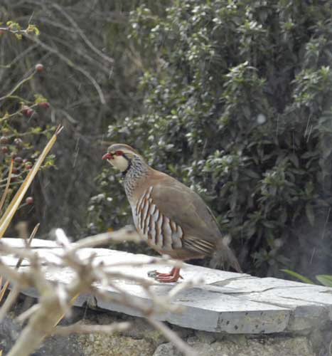partridge