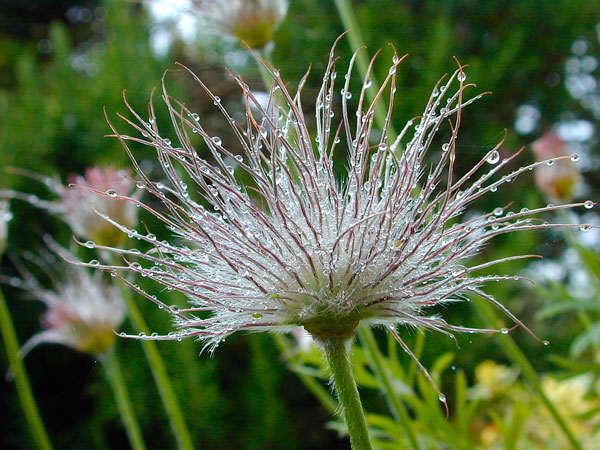 seedhead