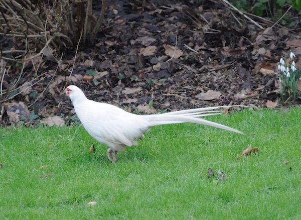 whitepheasant