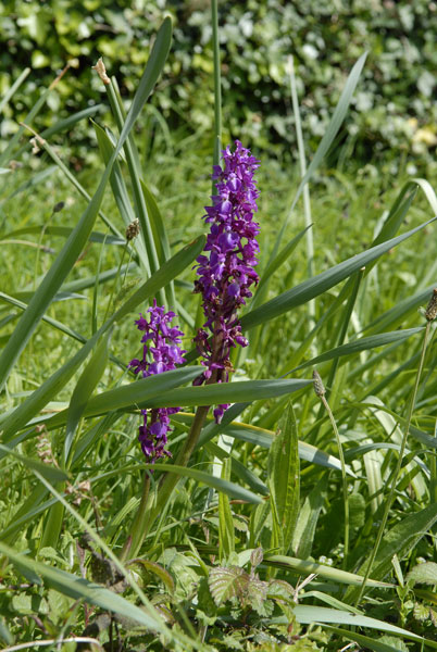 wild orchid